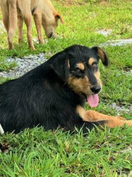 Scar -  Shepherd and Airedale Terrier Dog for Adoption in Maryville, Tennessee - Scar | PetCurious