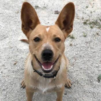 Cappuccino -  Cattle Dog and Mixed Breed Dog for Adoption in Wheaton, Illinois - Cappuccino | PetCurious