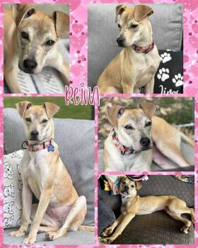 Rescue Mixed Breed Dogs for Adoption in Lancaster, New York - Reina | PetCurious