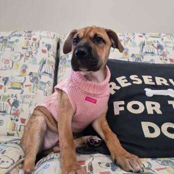 Chai in NH. Come Meet our Adoptable Dogs Wednesday-Saturday. Mor -  Shar Pei Dog for Adoption in Manchester, New Hampshire - Chai In NH. Come Meet Our Adoptable Dogs Wednesday-Saturday. Mor | PetCurious