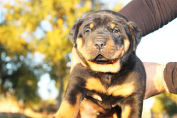 Rottweiler Billy Gene -  Rottweiler Dog for Sale in Phoenix, Arizona - Rottweiler Billy Gene | PetCurious