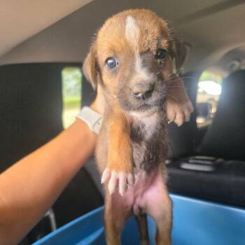 Roo -  Collie Dog for Adoption in Lufkin, Texas - Roo | PetCurious