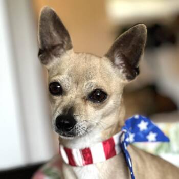 Chihuahua Dogs Available for Adoption - Cookie | PetCurious