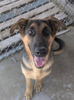 Budweiser -  German Shepherd Dog and Mixed Breed Dog for Adoption in Brownwood, Texas - Budweiser | PetCurious