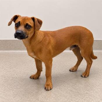 Cleveland -  Dachshund and Chihuahua Dog for Adoption in Los Angeles, California - Cleveland | PetCurious