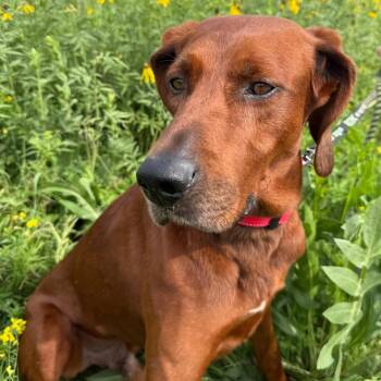 Red $400 -  Redbone Coonhound Dog for Adoption in Milwaukee, Wisconsin - Red $400 | PetCurious