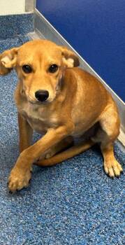 26-419 Dixie -  Hound Dog for Adoption in Tarboro, North Carolina - 26-419 Dixie | PetCurious