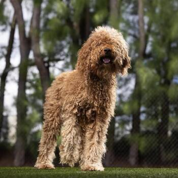 Diana -  Standard Poodle and Mixed Breed Dog for Adoption in Jupiter, Florida - Diana | PetCurious