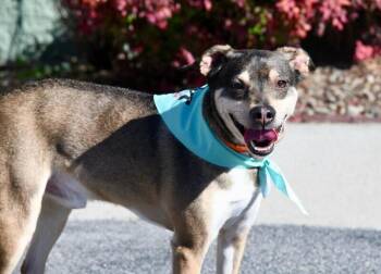 Mixed Breed Dogs Available for Adoption - Timmy | PetCurious