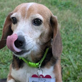 Granny Smith -  Beagle Dog for Adoption in Wake Forest, North Carolina - Granny Smith | PetCurious
