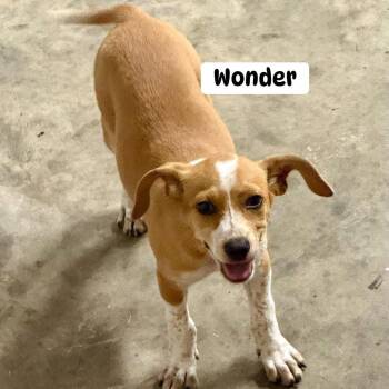 Wonder -  Mixed Breed Dog for Adoption in Brewton, Alabama - Wonder | PetCurious