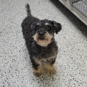 Schnauzer and Poodle Dogs Available for Adoption in Hattiesburg, Mississippi - Phoenix | PetCurious