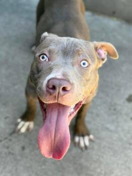 Elote -  Pit Bull Terrier Dog for Adoption in Chicago, Illinois - Elote | PetCurious