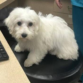 Statler -  Maltese Dog for Adoption in Cincinnati, Ohio - Statler | PetCurious