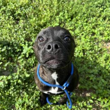 Hannah -  Mixed Breed Dog for Adoption - Hannah | PetCurious