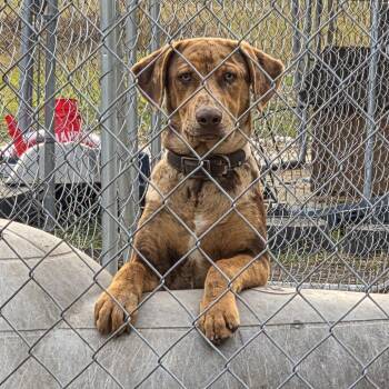 Rescue Catahoula Leopard Dog and Doberman Pinscher Dogs for Adoption in Beulaville, North Carolina - Otto | PetCurious