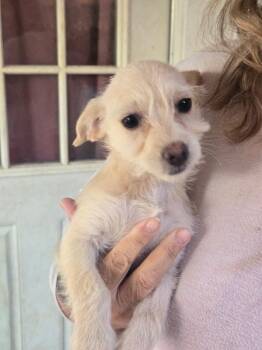 Rescue Maltese and Terrier Dogs for Adoption in Thousand Oaks, California - Bootz | PetCurious