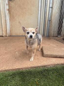 Chihuahua and Cattle Dog Dogs Available for Adoption - Toby | PetCurious