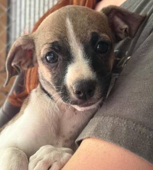 Pixie -  Mixed Breed Dog for Adoption in Lake City, Arkansas - Pixie | PetCurious
