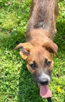 Terrier Dogs Available for Adoption in Collingswood, New Jersey - Jax | PetCurious