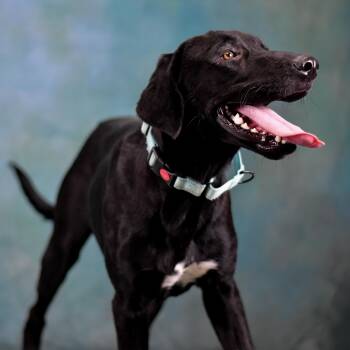 Scotty -  Mixed Breed Dog for Adoption in Defuniak Springs, Florida - Scotty | PetCurious