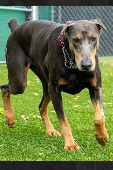 BlueBell 3446 -  Doberman Pinscher Dog for Adoption in Oakland Park, Florida - BlueBell 3446 | PetCurious