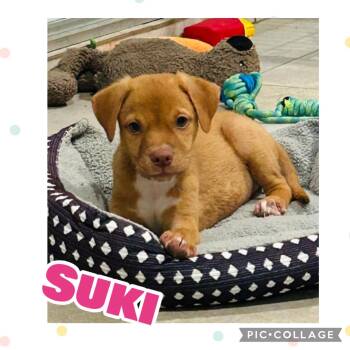 Suki -  Labrador Retriever Dog for Adoption in Ringwood, New Jersey - Suki | PetCurious