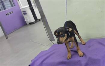 BUZZ LIGHTYEAR -  English Coonhound and Mixed Breed Dog for Adoption in Houston, Texas - BUZZ LIGHTYEAR | PetCurious