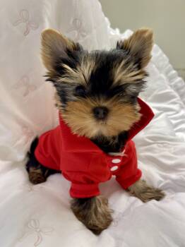 Yorkshire Terrier Dogs Available for Sale - Milan | PetCurious