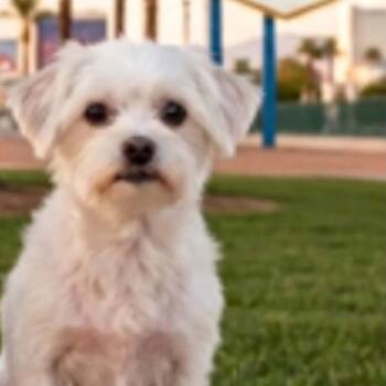 Bailey Michelle OS NV -  Poodle Dog for Adoption in Las Vegas, Nevada - Bailey Michelle OS NV | PetCurious