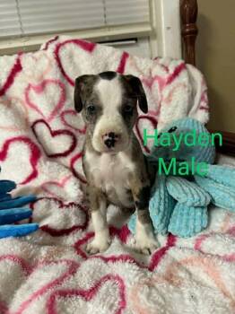 Labrador Retriever Dogs Available for Adoption in Pomfret, Connecticut - HAYDEN | PetCurious