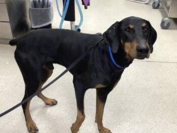 Doberman Pinscher Dogs Available for Adoption - LOKI | PetCurious