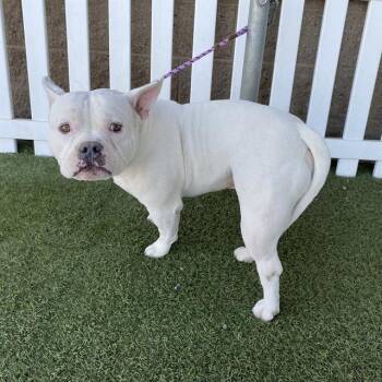 A612179 -  American Bulldog and Mixed Breed Dog for Adoption in Modesto, California - A612179 | PetCurious