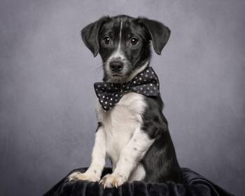 Bandit -  Mixed Breed Dog for Adoption in Cullman, Alabama - Bandit | PetCurious
