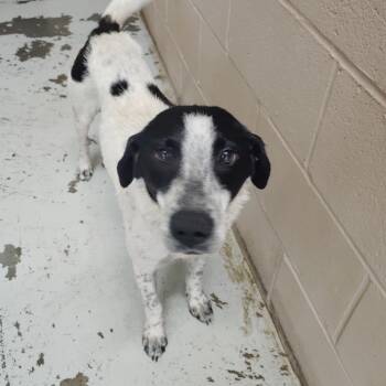 Brittney -  Australian Cattle Dog Blue Heeler Dog for Adoption in Valley, Alabama - Brittney | PetCurious