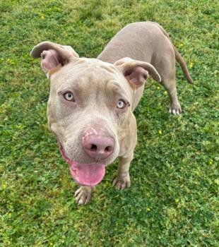Pit Bull Terrier Dogs Available for Adoption in Little Rock, Arkansas - Jane | PetCurious
