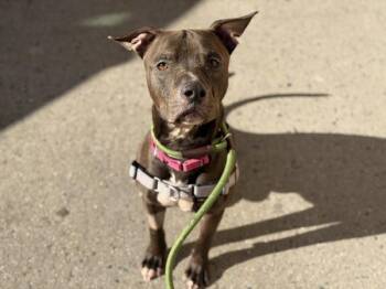 Hercules -  Mixed Breed Dog for Adoption in New York, New York - Hercules | PetCurious