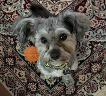 Onyx Otto -  Yorkshire Terrier and Maltese Dog for Adoption in Milton, Georgia - Onyx Otto | PetCurious