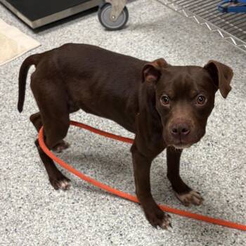 Pit Bull Terrier Dogs Available for Adoption in Reno, Nevada - Cardi | PetCurious