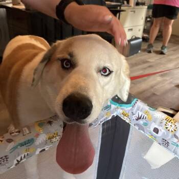 Yeti -  Mixed Breed Dog for Adoption in Hamilton, Georgia - Yeti | PetCurious