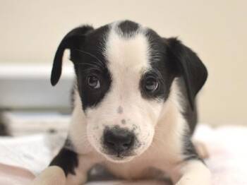 Ixora -  Pit Bull Terrier and Australian Shepherd Dog for Adoption in Portland, Oregon - Ixora | PetCurious