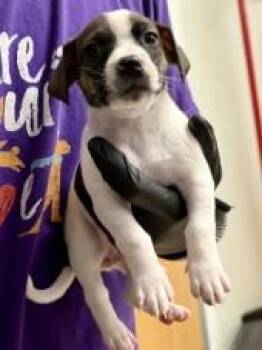 Ziti -  Mixed Breed Dog for Adoption in Lawrenceville, Georgia - Ziti | PetCurious