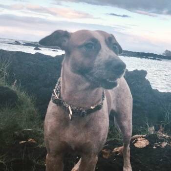Rescue Cattle Dog and Mixed Breed Dogs for Adoption in Volcano, Hawaii - Athena | PetCurious