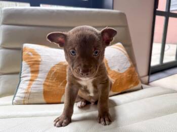 Husky Dogs Available for Adoption in San Antonio, Texas - Rico | PetCurious