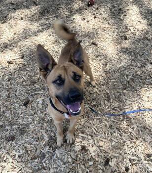 German Shepherd Dog Dogs Available for Adoption in Vancouver, Washington - Attwell | PetCurious