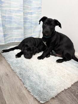 Rescue Dachshund and Black Labrador Retriever Dogs for Adoption in Tallahassee, Florida - Stubbs Paws | PetCurious