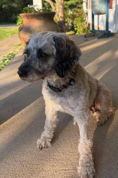 Miniature Poodle Dogs Available for Adoption in Richmond, Kentucky - Daisy | PetCurious