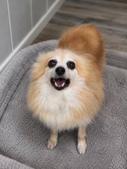 Bliss -  Pomeranian Dog for Adoption in Malvern, Pennsylvania - Bliss | PetCurious