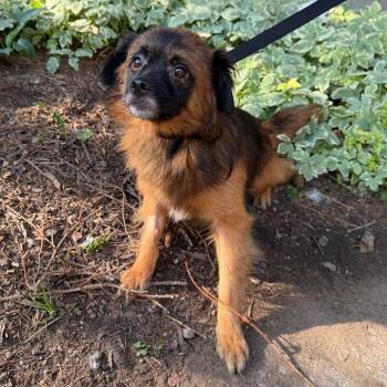 Tumble -  Pekingese Dog for Adoption in Chester Springs, Pennsylvania - Tumble | PetCurious