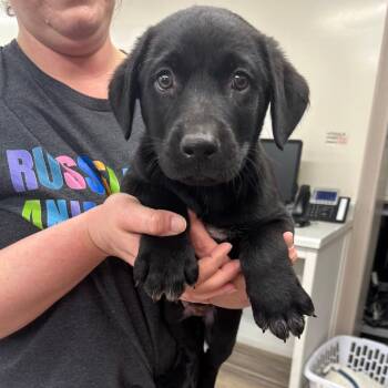Black Labrador Retriever and Labrador Retriever Dogs Available for Adoption - Hoosier | PetCurious